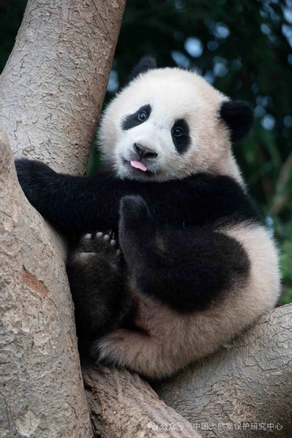 韩国出生的大熊猫"福宝"搭乘专机抵达四川成都