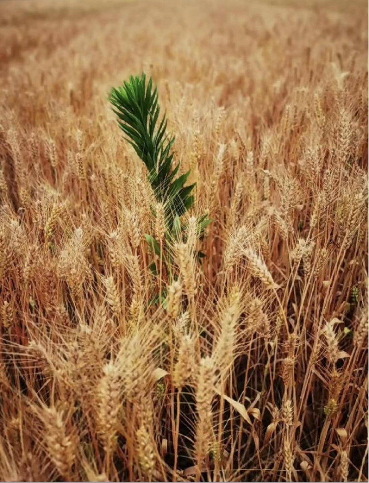 的作业一拍摄一张照片包含元素的镜子;作业二拍摄一张突变构图的照片