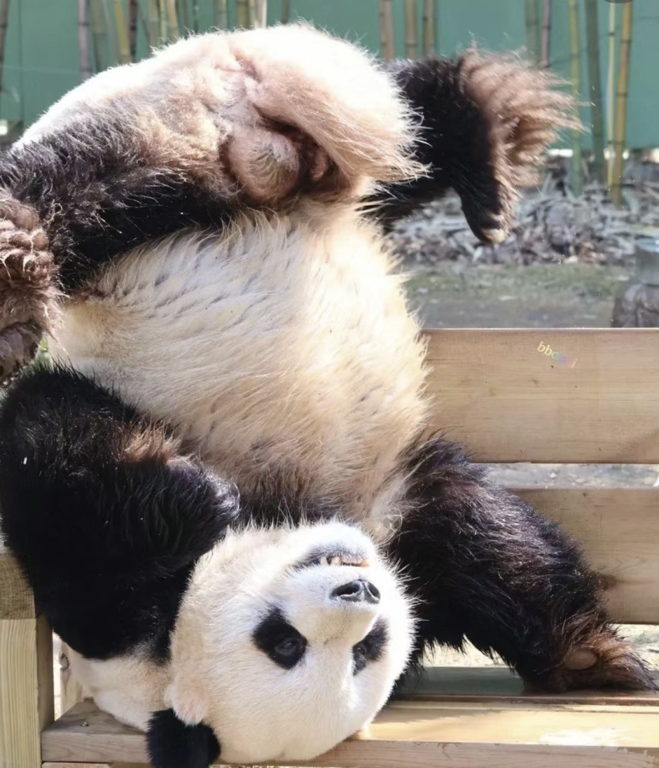 和叶原来是妹妹,爸爸被误认女熊还被安排相亲,为何大熊猫的性别易认错