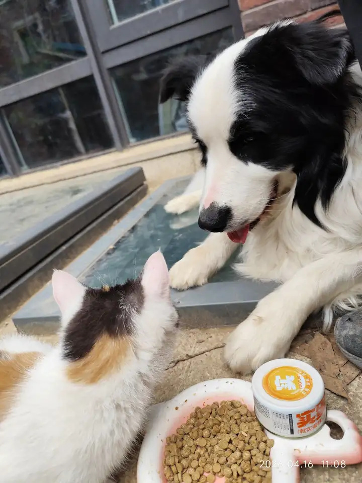 猫狗双全的家庭，喂食会偏向吗？_腾讯新闻