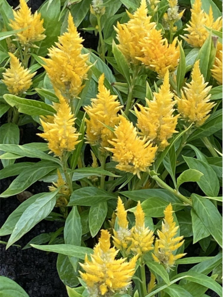 雨中鸡冠花漂亮