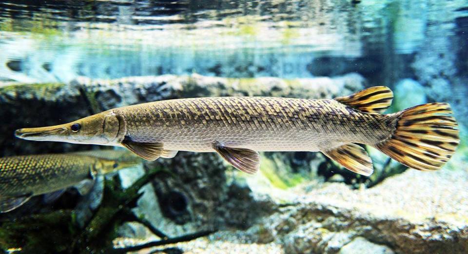 广州一公园发现多条鳄雀鳝顶级淡水鱼杀手有多厉害鳞片可做箭头