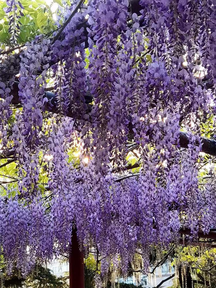 又到紫藤盛花季!最美人间四月天
