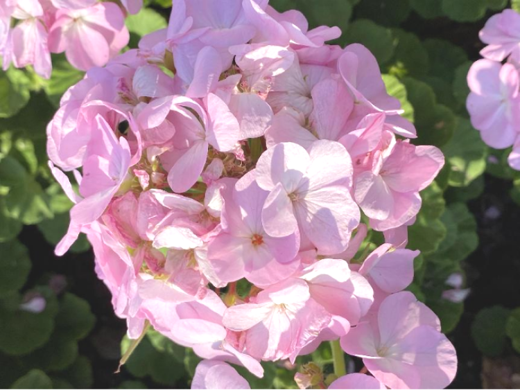 天竺葵花端庄高雅