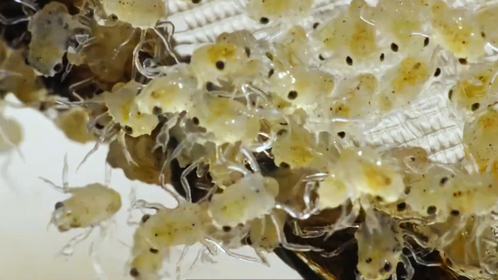 咸淡水交界处,刚出生的它们几乎看不出大闸蟹的模样,这个阶段被称作蚤