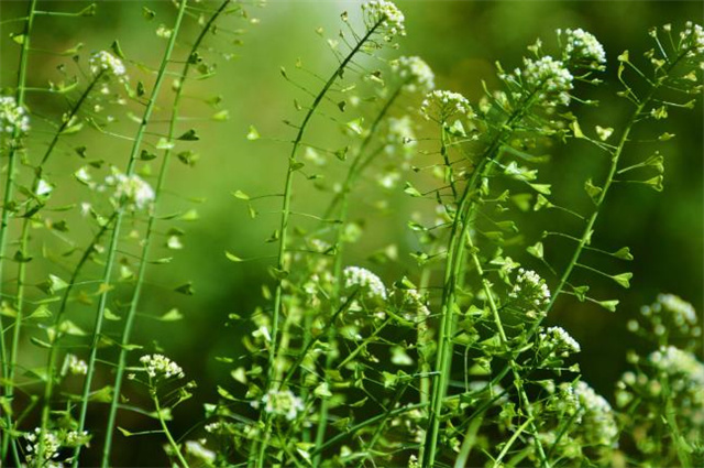 荠菜花的样子图片图片