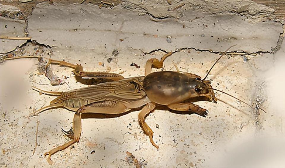 亦正亦邪的"蝼蛄",虽是害虫,但益处也不少,可惜很多人不知道