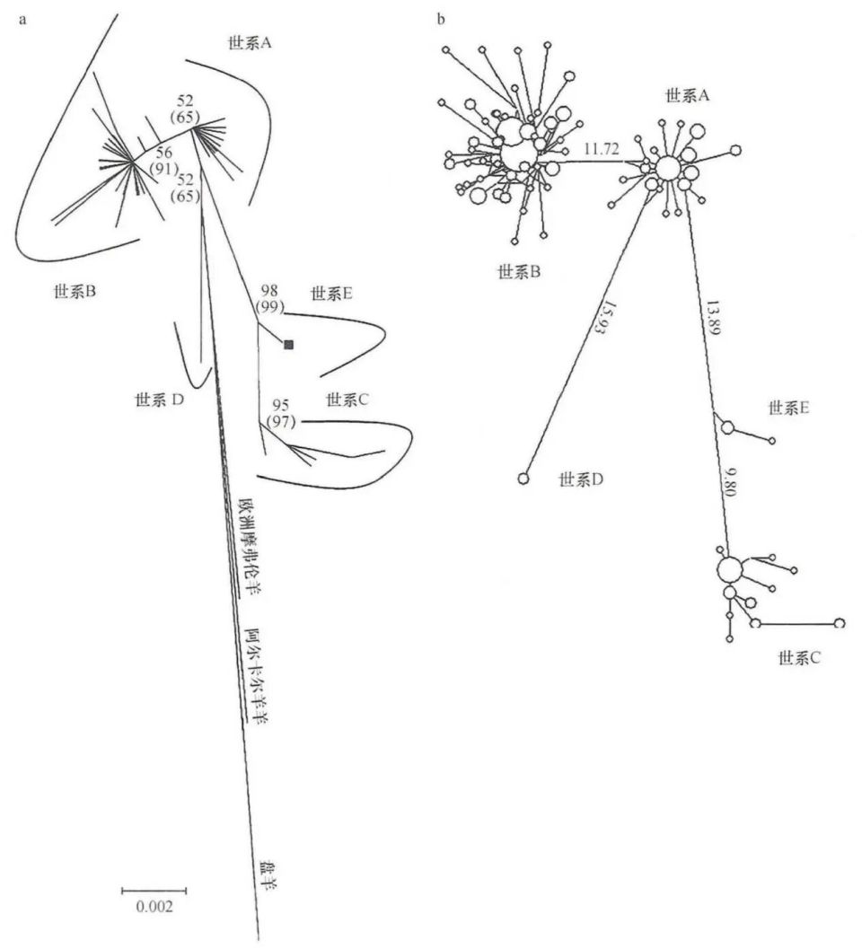 史上最成功的“抱团取暖”：绵羊如何跟随人类“征服”世界？-腾讯新闻