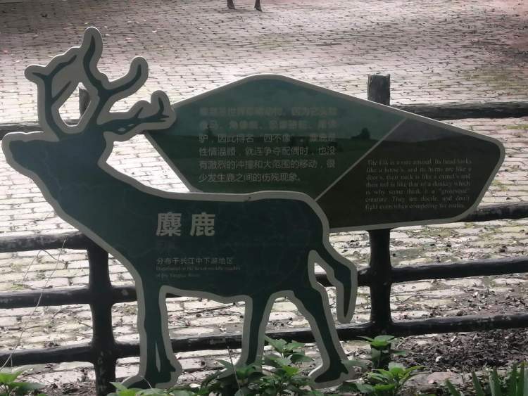 麋鹿与大丰密不可分