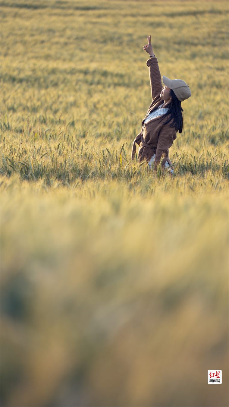 到双流黄水麦浪里畅游田园边小憩