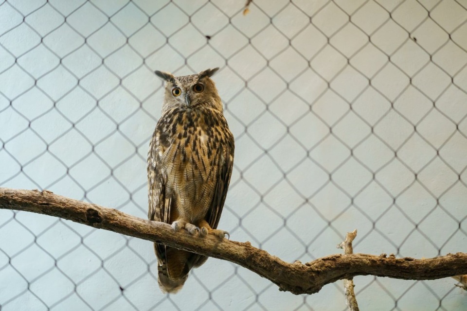 猫头鹰逃出纽约动物园重获自由,然而仅仅一年,意外发生了_腾讯新闻
