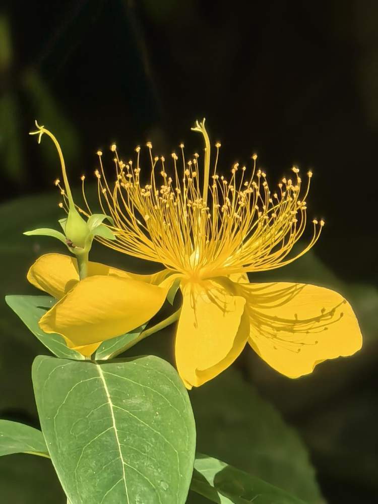 金丝桃花61绽放生命力与自然的交响乐章