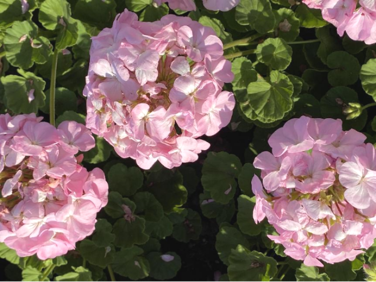 天竺葵花端庄高雅