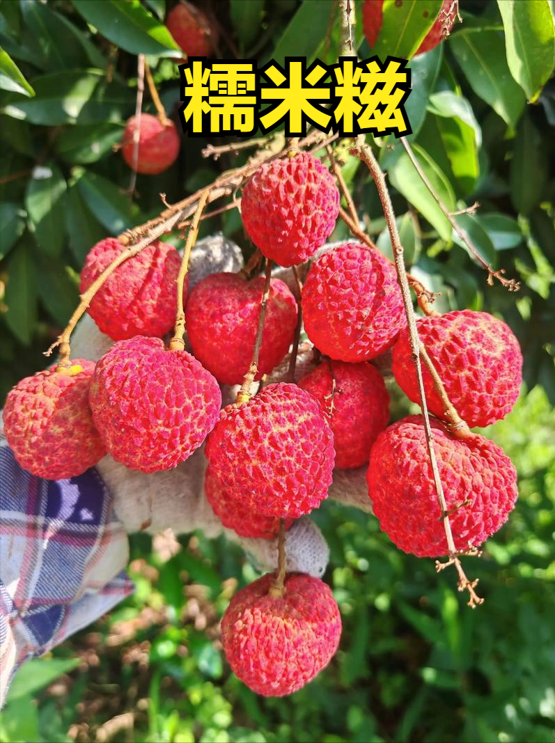 荔枝上市时间表收好！按时间买，从4月吃到7月，月月都有新鲜果_腾讯新闻