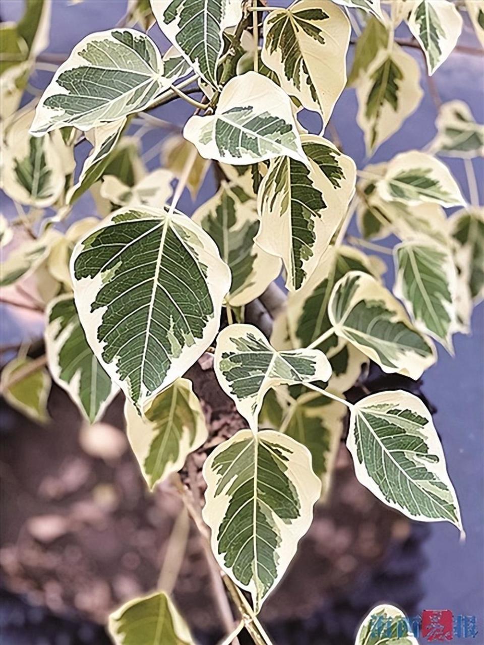 花叶菩提花叶榕厦门市园林植物园迎来数百新住客