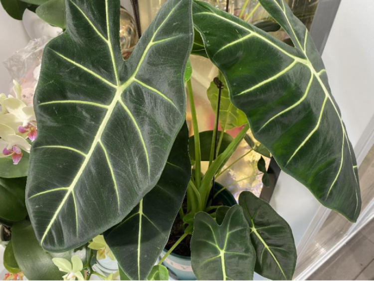 黑叶观音莲:一种靓丽神奇的植物
