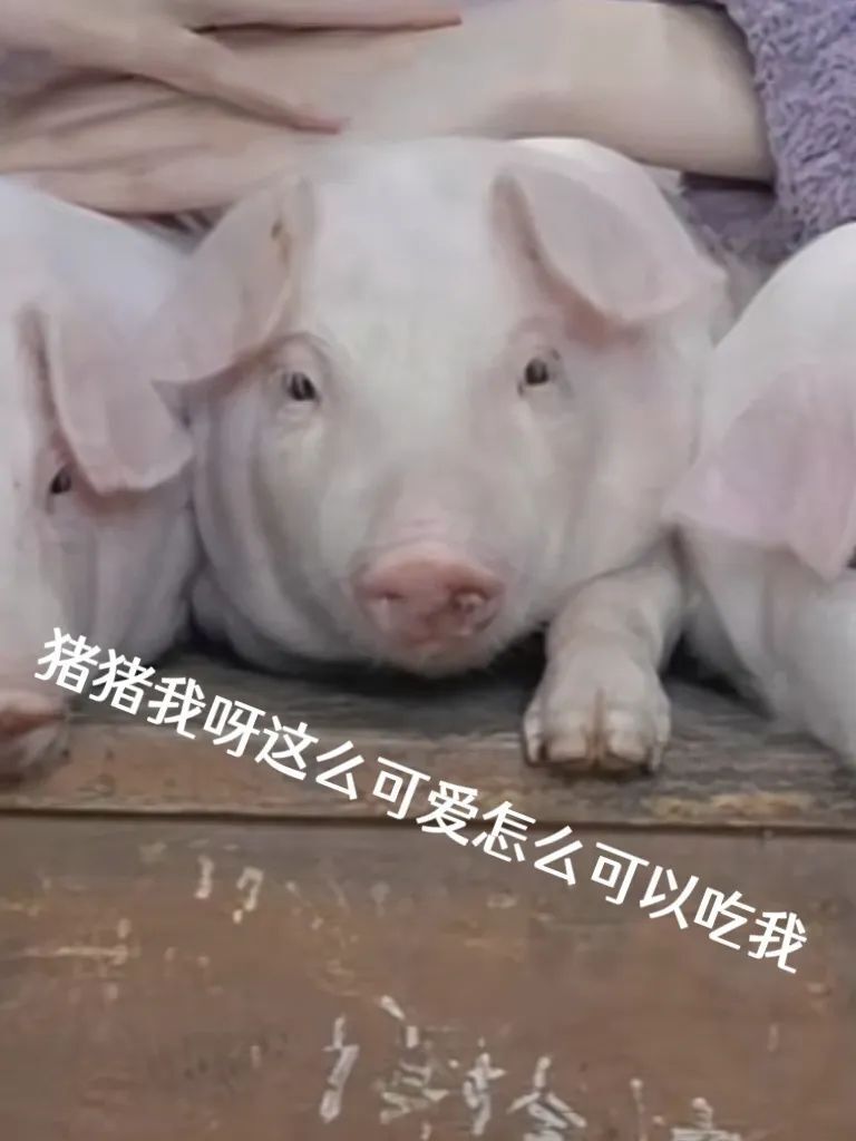 好端端的猪”一周涨粉100w，23岁养猪女孩凭什么掌握了出圈密码？_腾讯新闻