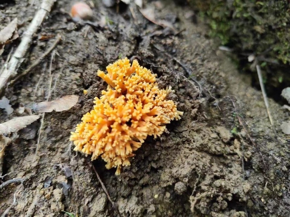 毛木耳在生长过程中喜欢氧气充足的环境,在生长发育过程中,会随着生长