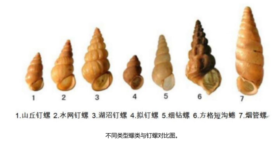 水边这种小螺千万别碰，它背后的“瘟神”曾让千万人感染！_腾讯新闻