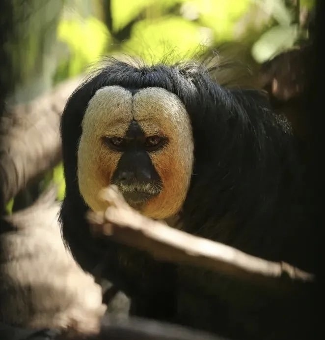 南京红山动物园猴子因长相炸裂走红,猴中无脸男,虚胖丑萌又专情_腾讯