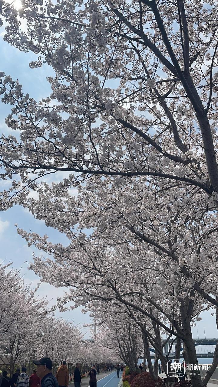 暴脾气天气后,最美樱花大道上的樱花还好吗?