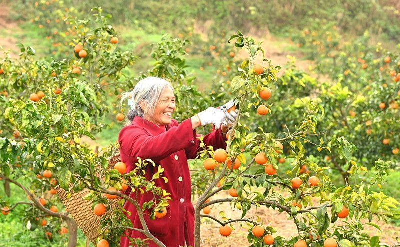 重庆忠县柑橘成熟采摘忙