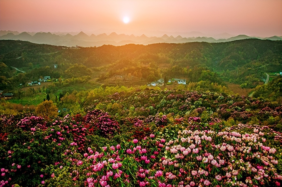 联系电话:0857-4666999地址:贵州省毕节市百里杜鹃管理区普底乡,金坡