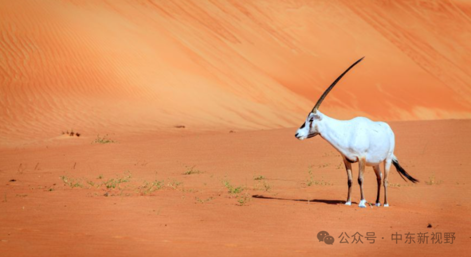 阿拉伯羚羊曾被宣布灭绝,目前在沙特有发现尽管该国大部分地区被沙漠