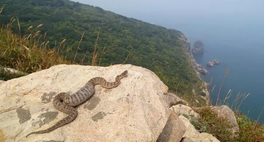 大连蛇岛大约有两万条蛇,假如放两只蜜獾上去,需要多久能吃完?