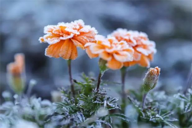 霜降节气菊花美诗五首:霜降众芳歇,时菊生意饶_腾讯新闻