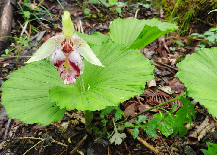 难得一见 珍稀濒危植物扇脉杓兰在保护区迎来盛花期