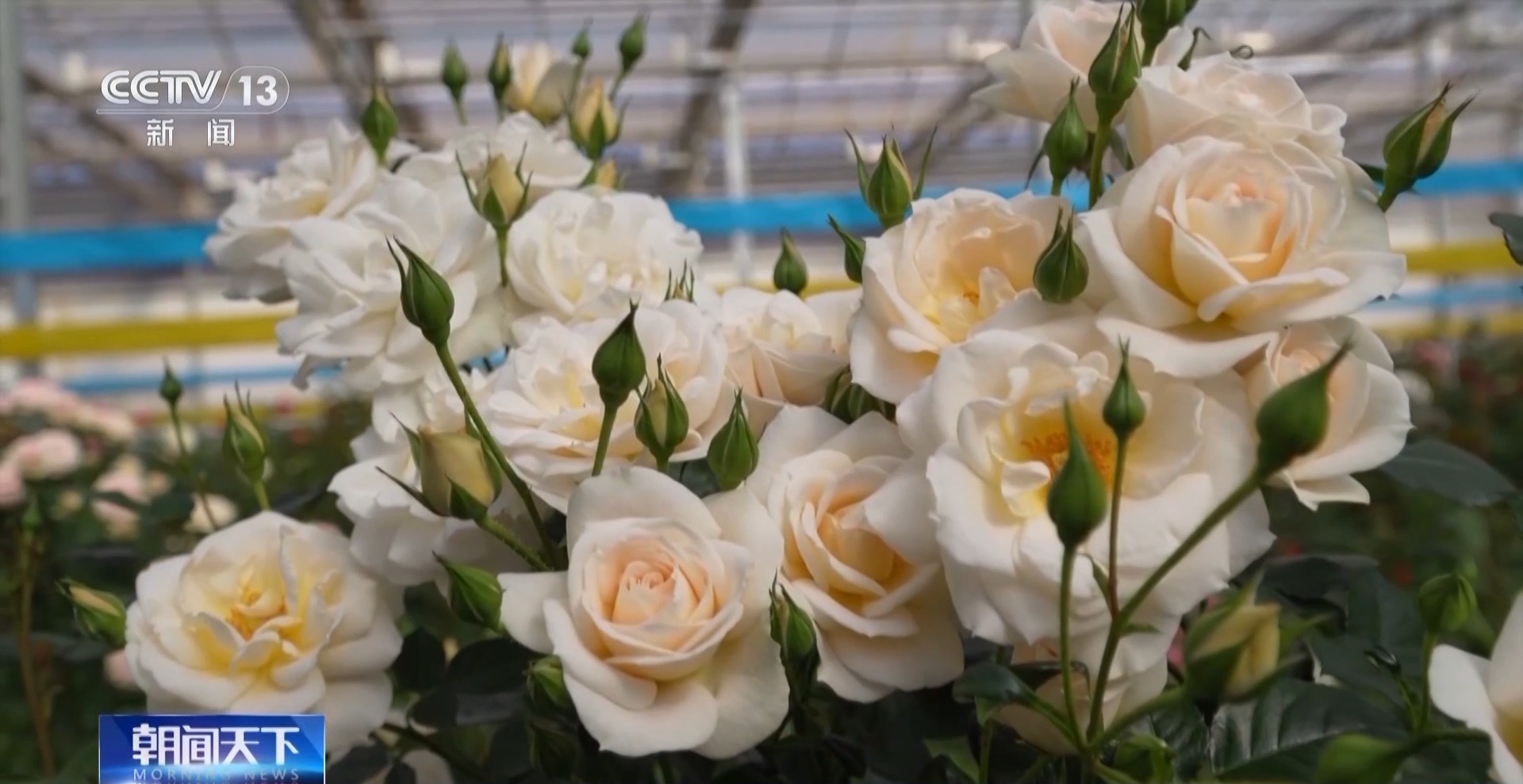 “太空月季”回來了！首批航天誘變月季種子交付南陽 - 