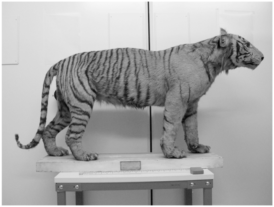 印尼科研人员发现爪哇虎生命迹象,绝迹多年的老虎,如何留下重现线索