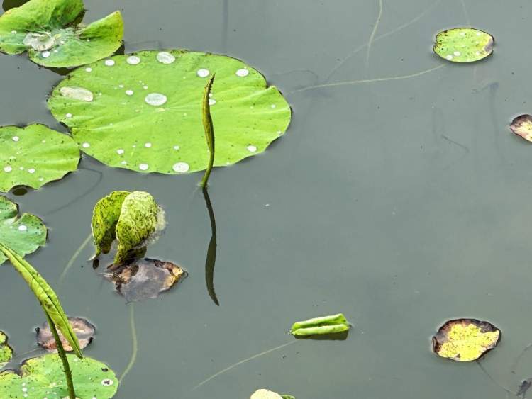 初夏荷叶从尖尖角开始