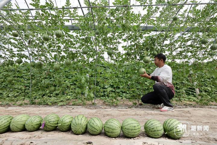 空中西瓜上市 台州温岭解锁生长"新姿势"