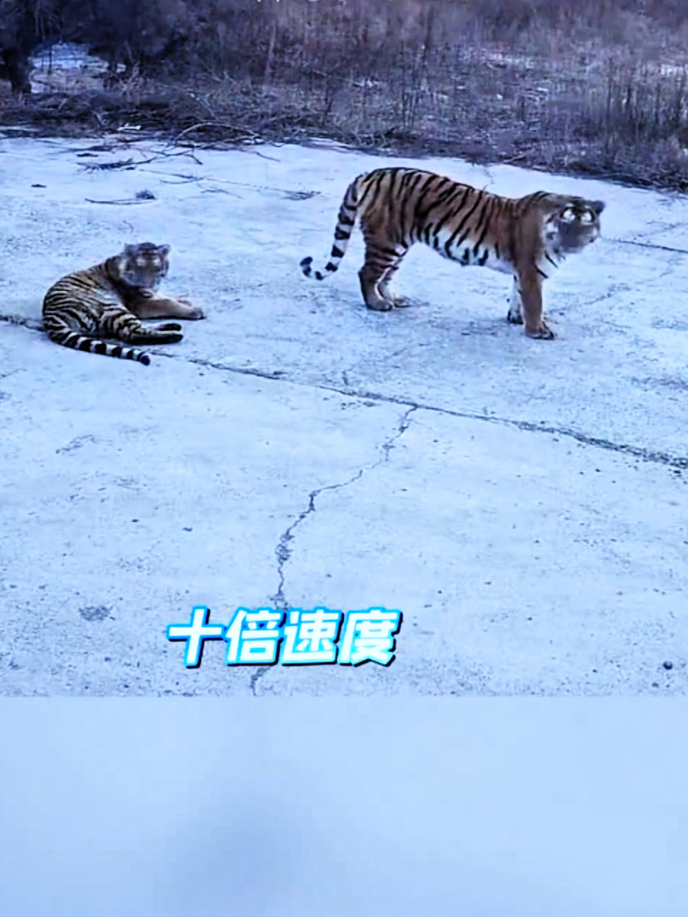 村民家监控拍到四只东北虎家门口游荡,虎妈生娃需满足哪些硬性条件?