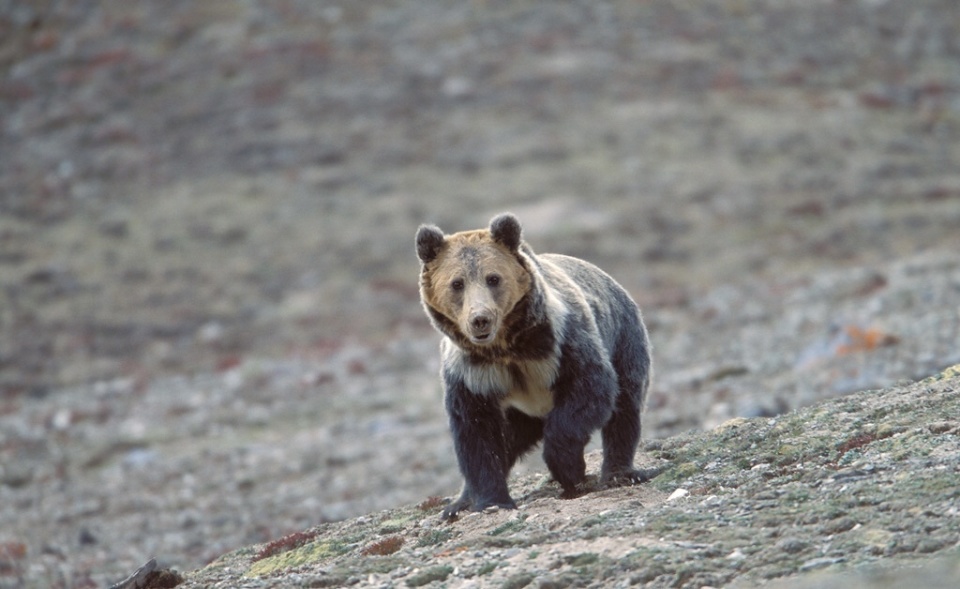 青海现藏马熊妈妈带娃玩水,遇到单独活动的棕熊幼崽,为何须远离