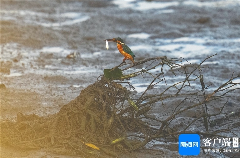 越冬候鸟陆续抵达 海南为迁徙候鸟创造良好越冬和栖息环境_腾讯新闻