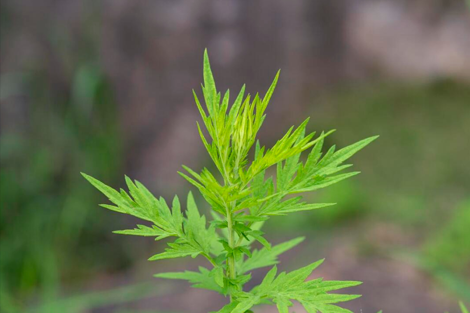 艾草长什么样图片