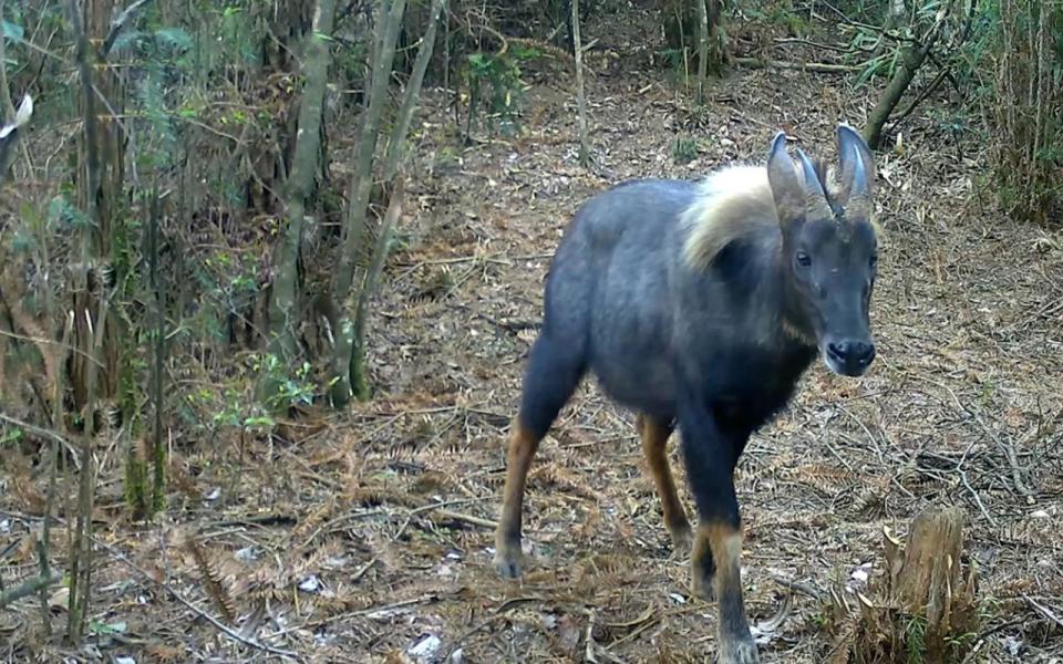 江西浮梁发现神秘动物脸长如马耳大似驴头上还长了一对尖角
