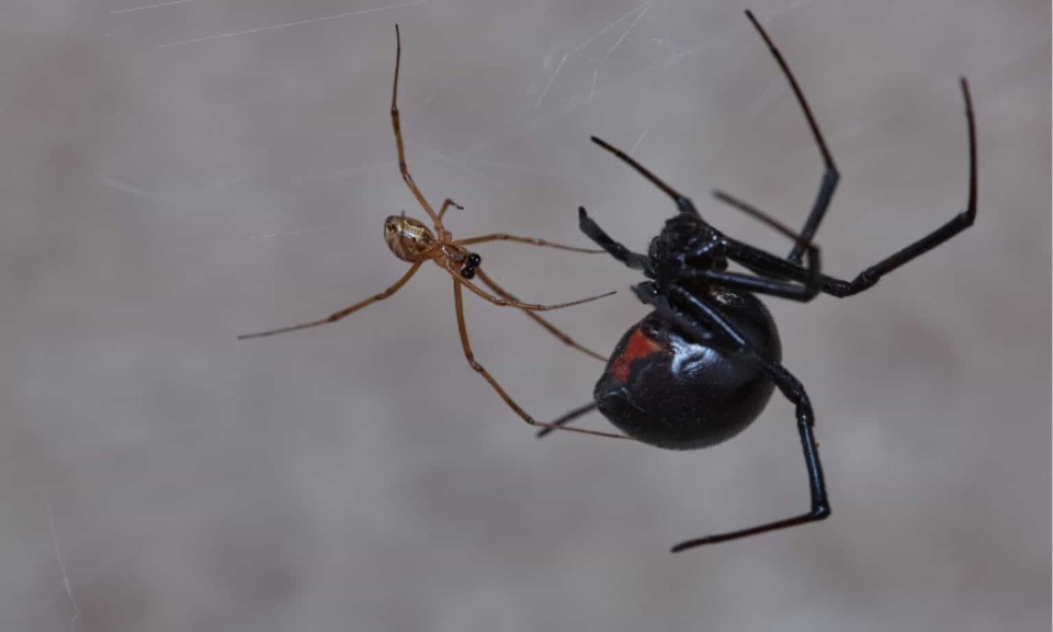 合肥海关查获剧毒黑寡妇蜘蛛,交配后吃掉雄性,毒性是响尾蛇的15倍