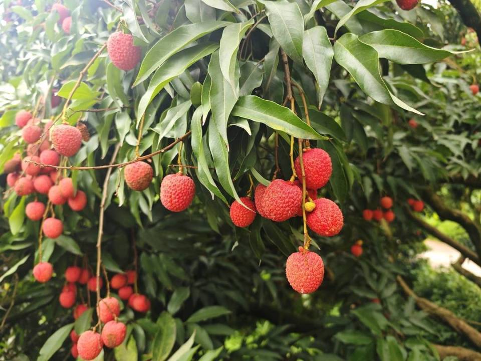“大塔荔枝”熟啦！四川宜宾叙州区1.5万亩荔枝可采摘至8月中旬_腾讯新闻