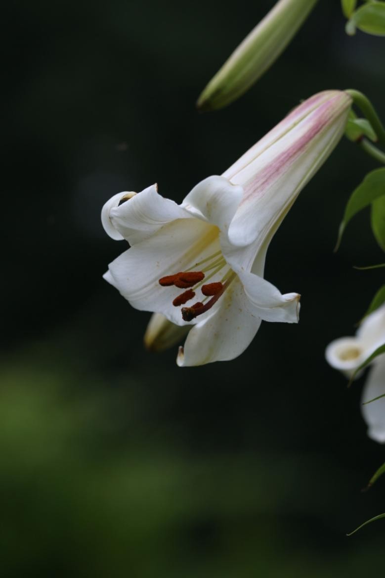 红花种植技术与方法_红花种植技术_红花种植技术视频