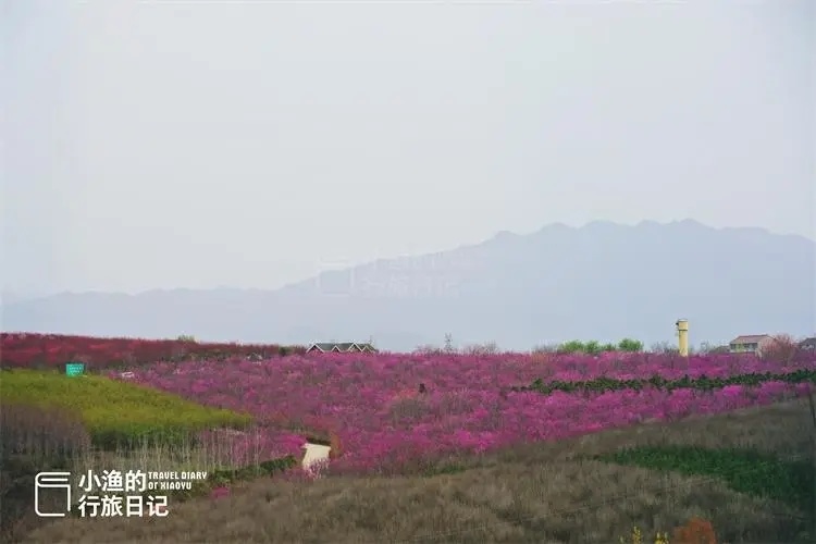 踏青赏花休闲游,全程0门票_腾讯新闻