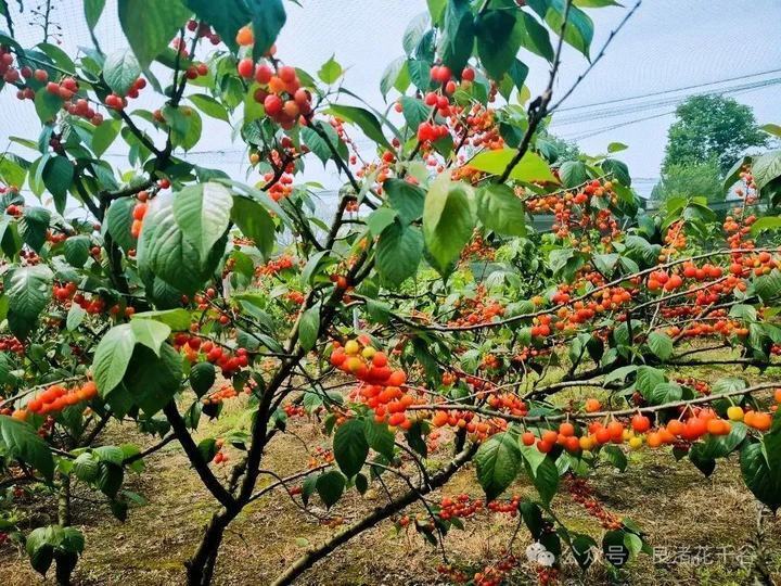 杭州市余杭区良渚街道安溪村,导航搜索:"美泉林果园"或"良渚花千谷"