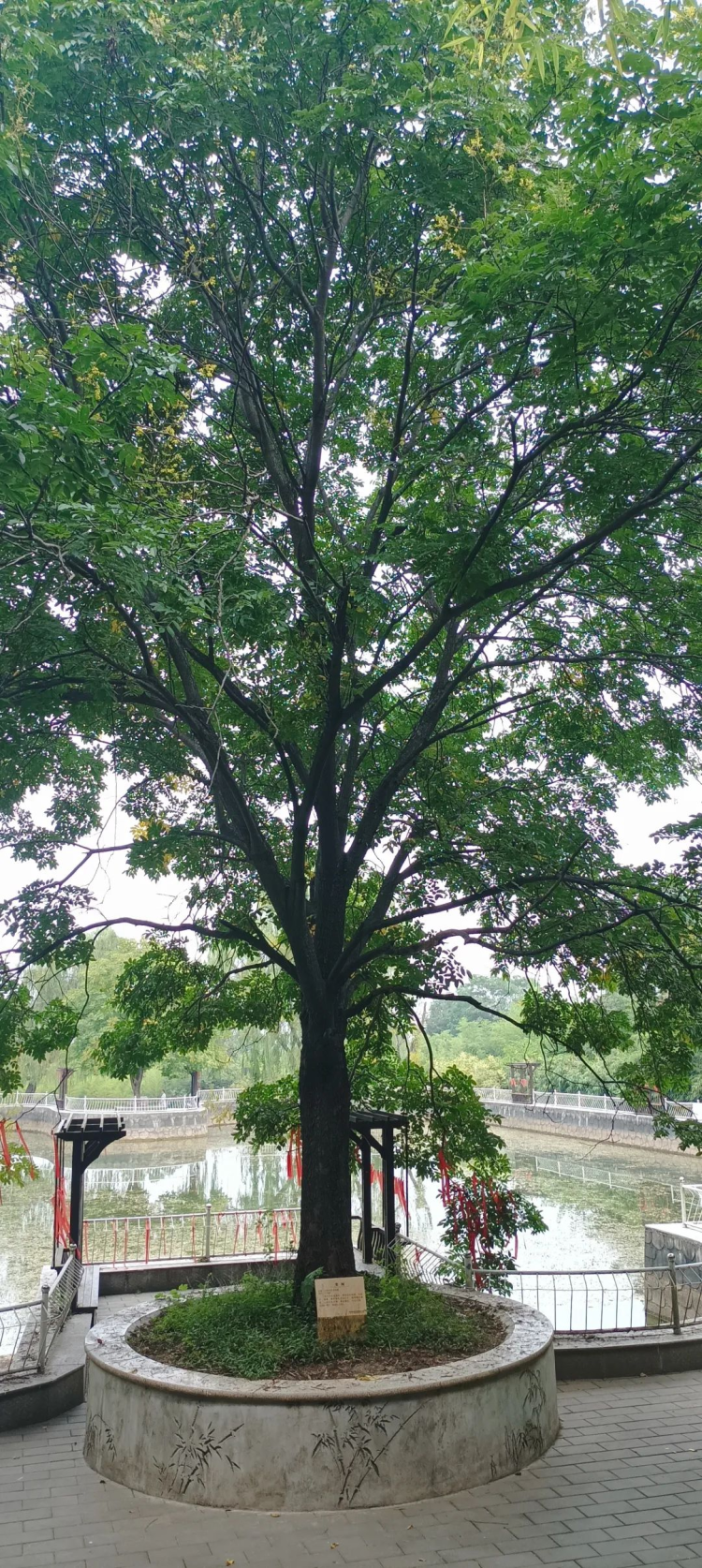 再游楼观台,看了这广场气势,场面,不免感叹(2)