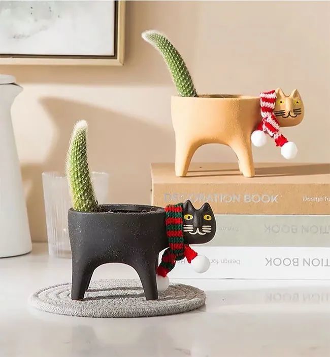 有点“魔性”的猫花盆，插上仙人掌后，更好笑了_腾讯新闻