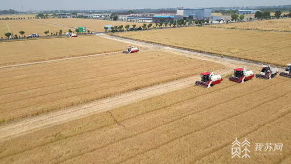 这两天,在镇江丹阳的年豊农场,近4000亩小麦正式开镰收割.
