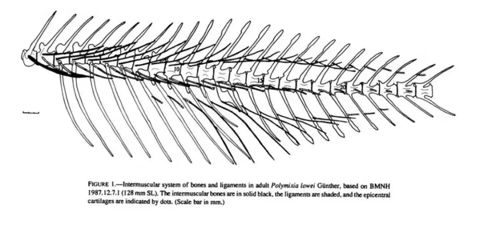 鲫鱼骨骼图 结构图图片