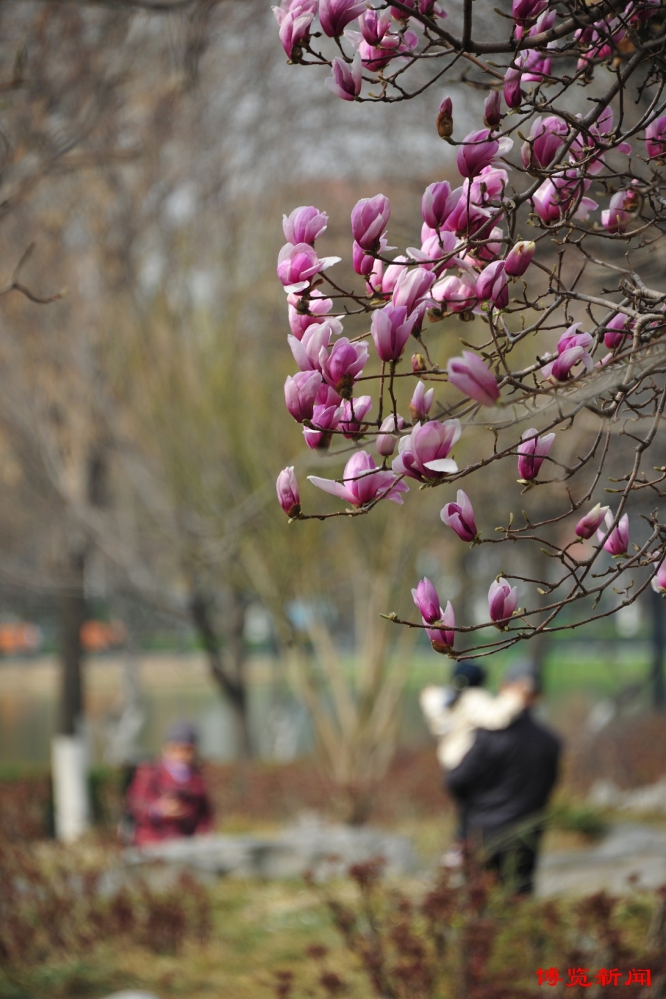 公园赏美景 春风花草香